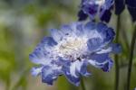 Scabiosa Fama Deep Blue - 250 Coated Seed