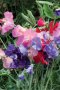Sweetpea Bijou Mix Seed - 100 G Raw Seed