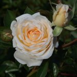Cream Abundance Rose 5LT