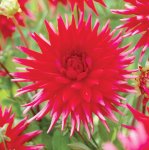 Dahlia Cactus – “cheerio” Bulbs