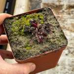 Venus Fly Trap 'red Periscope.' Special Import. - Dormant Plant. 7.5CM Plastic Container.