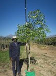 Ficus Natalensis 40LT