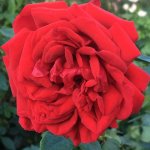 Rose Archbishop Desmond Tutu 5LT