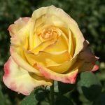 Peace Rose 5LT