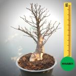 Baobab Bonsai - 85 X 75 X 53 X 20. Bare Rooted. Media And Container Not Included.