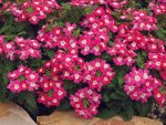 Verbena Tuscany Rose With White Eye Seed - 500 Raw Seed