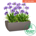 Planted Bollivia Trough Sun - Velvet Agapanthus