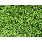 Berea Grass Lm Plug Tray
