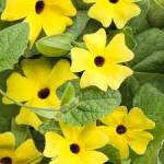 Black Eyed Susan Yellow 7LT
