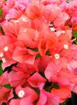 Arnelia Bougainvillea Sundown Orange 32CM Pot