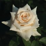 Antique Silk Hybrid Tea Rose 5LT
