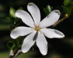 Gardenia Thunbergia 10LT