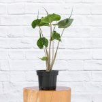Elephants Ear - Stingray - 14CM Nursery Pot XL Plant