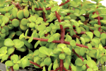 Portulacaria Prostrata Green 9CM Pot