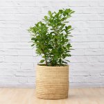 Ficus - Moclame - Large - In Sinan Palm Leaf Basket
