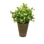 Potted Jasmine