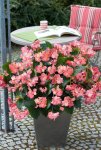 Begonia Big Green Leaf Rose Seed - 100 Pelleted Seed