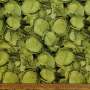 100% Tton PTD-35 Lettuce