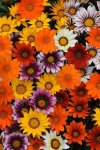 Gazania F1 New Day Mix Seed - 1000 Coated Seed