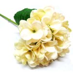 Hydrangea Pretty Soft