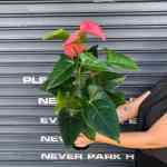 Anthurium - Pink - Pink In 14CM Nursery Pot