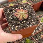 Sundew Drosera Aliciae - Small To Medium Plant. 7.5CM Plastic Container.