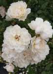 The Generous Gardener Rose 5LT