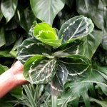 Calathea Green Lipstick - In Pink Moon Planter