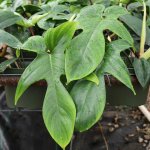 Philodendron Pedatum Florida Green 14CM Pot