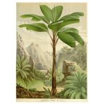 Palmier Splendida Print