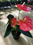 Pink Anthurium 15 Cm Pot