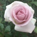 Berdine Hybrid Tea Rose 5LT