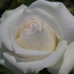 Free And Loyal Rose 5LT