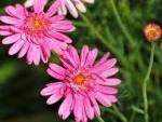 Argyranthemum Double Pink 4LT