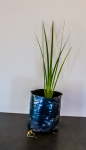 Dietes Bicolor 4LT