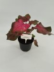 Caladium Bicolor ‘flamingo’ 14CM Pot