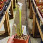 Trumpet Pitcher Sarracenia 'leucophylla Var.alba Seedling 13 10.' Special Import. - Dormant Plant. 12CM Plastic Container.