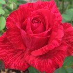 Red Intuition Hybrid Tea Rose 5LT