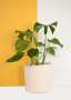 Ivory Planter Basket - Large