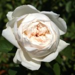 Joan Kruger Rose 5LT