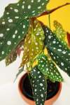 Polkadot Begonia - 15CM