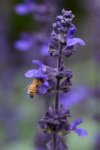 Salvia Interspecific Big Blue Seed - 10 Raw Seed