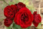 Lava Glow Rose 5LT