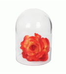 Glass Dome Aquarium Dome Med 17CM H X 12CM W - 17CM H X 12CM W
