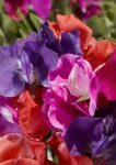 Sweetpea Cupid Mix Seed - 5 G Raw Seed