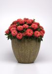 Zinnia Zahara Double Salmon Seed - 500 Raw Seed