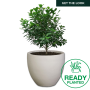 Planted Egg Shade - Antique Rust / Ficus