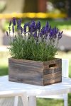 Lavender Blue Spear Seed - 1000 Raw Seed