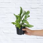 Staghorn Fern - In 13CM Nursery Pot