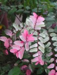 Ice-cream Bush 10LT